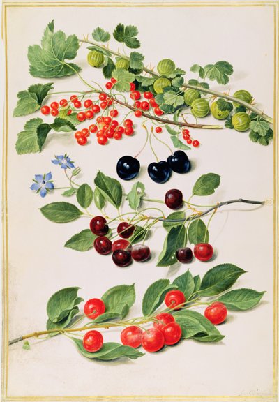 Stachelbeeren, Kirschen und Johannisbeeren, 1661 von Johann Jakob Walther